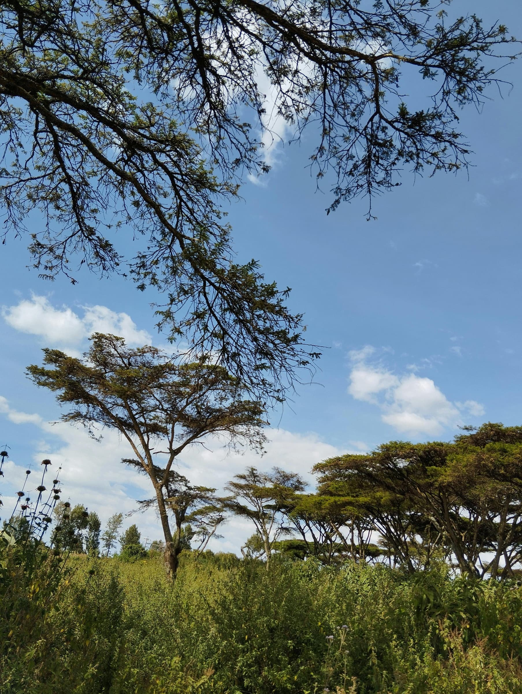 Acacia trees against a blue Kenyan sky