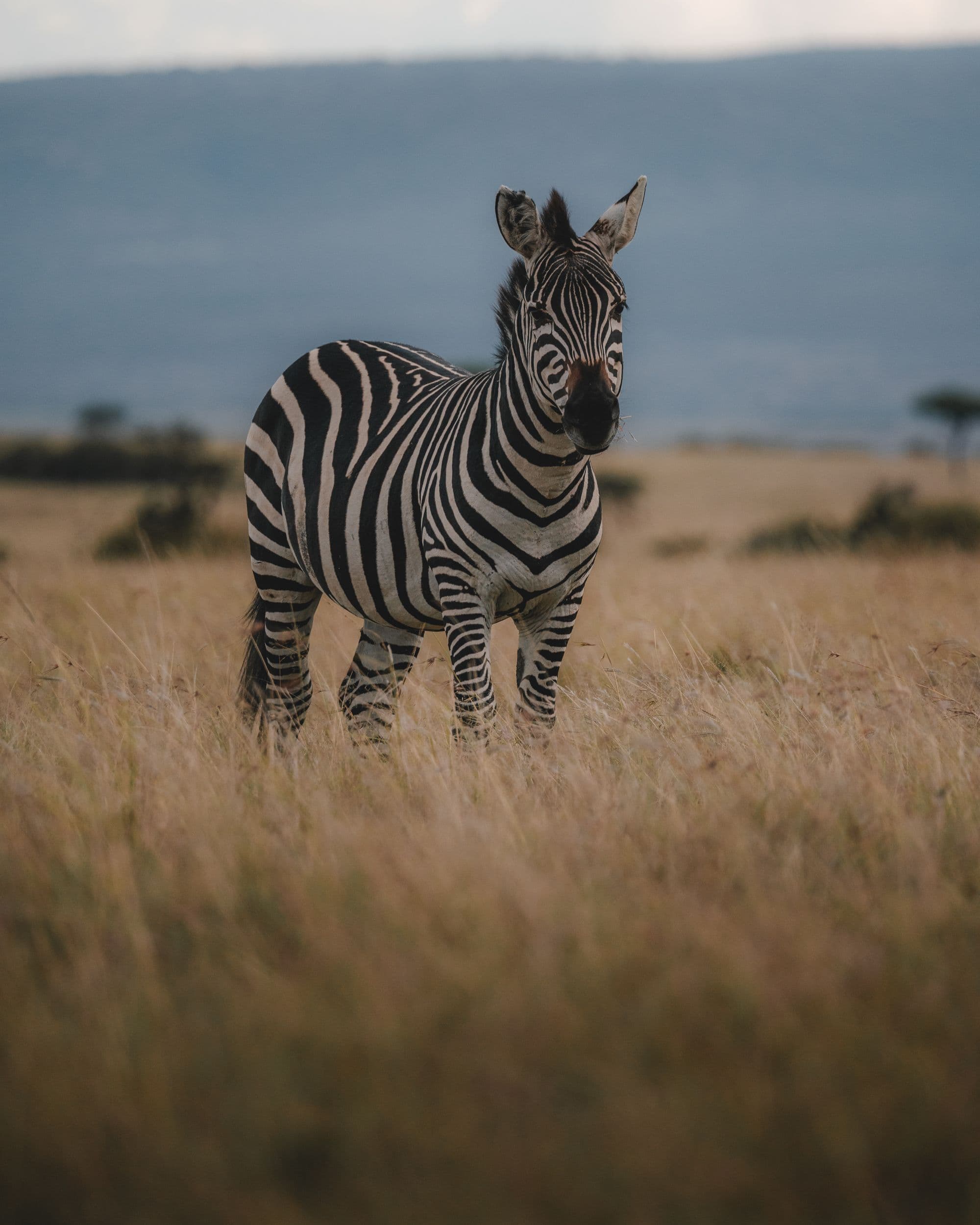 A single zebra standing in tall golden grass at dusk